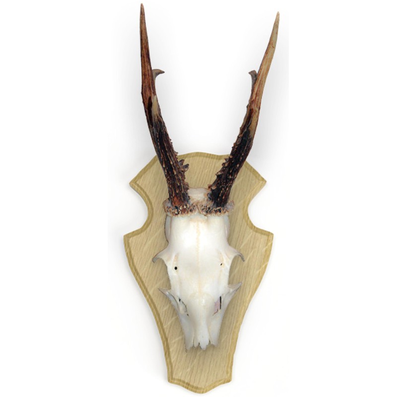 Oak Hearing Board with Pine Inlay, Roe Roe Gamswild Light