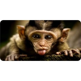 Baby Monkey Sticking Out Tongue Photo License Plate