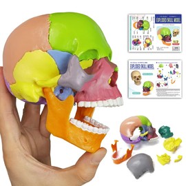 Anatomy Skull Model, 15-Piece Puzzle Colourful Medical Skull Model for Children, Human Anatomy Exploded Skull, Removable Medical Dental Clinic Teaching Equipment, with Detailed Manual (English
