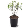 Generic Brightwell Blueberry Shrub, Rabbiteye, Abundant Harvests, Vigorous Growth, Ornamental