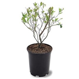 Generic Brightwell Blueberry Shrub, Rabbiteye, Abundant Harvests, Vigorous Growth, Ornamental Value, 1 gal, Nursery Pot (Due to Agricultural Laws, we Cannot Ship to CA, AZ, AK, or HI), Green