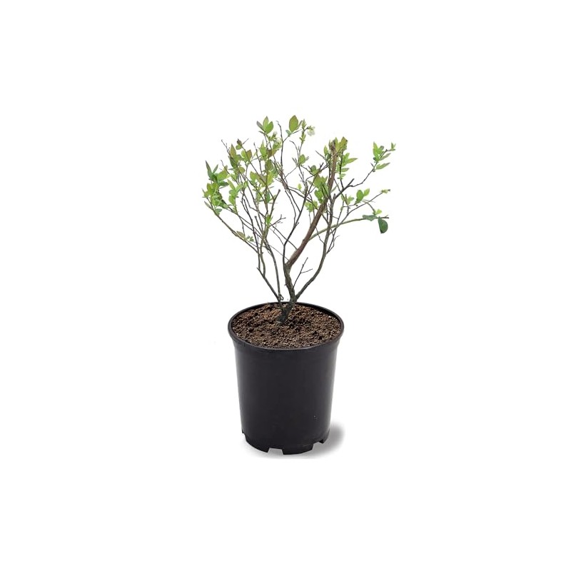 Generic Brightwell Blueberry Shrub, Rabbiteye, Abundant Harvests, Vigorous Growth, Ornamental