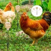 2 Sets Feeder Chicken Feeder Chicken Toy with Spring Chicken