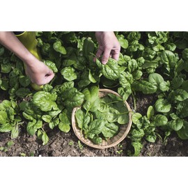 Earthcare Seeds Spinach Bloomsdale 500 Seeds (Spinacea oleracea) Heirloom - Non GMO - Untreated Seed