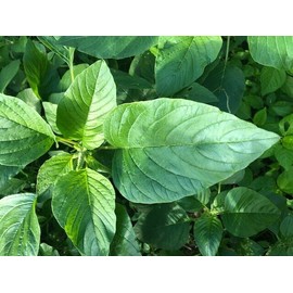 HAY2ZED Callaloo - Plant Seeds  ~ For 2024 Planting (Over 250 Plants).. Non GMO Seeds