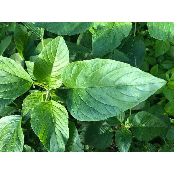 HAY2ZED Callaloo - Plant Seeds ~ For 2024 Planting (Over