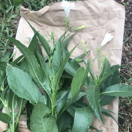 Live Plant 4 white Mexican Petunia Ruellia Tuberosa live Cuttings 6" to 8") No roots RARE