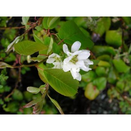 Saskatoon Serviceberry (Amelanchier alnifolia), 20 seeds