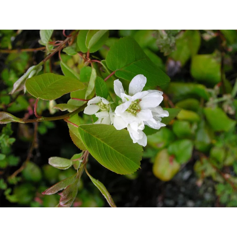 Saskatoon Serviceberry (Amelanchier alnifolia), 20 seeds