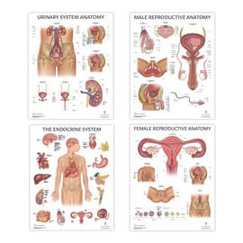 Anatomy Lab Human Body Systems Anatomy Poster Collection- 11 PACK LAMINATED, 17.3 x 22.5 Inches - Comprehensive Health Posters for Education