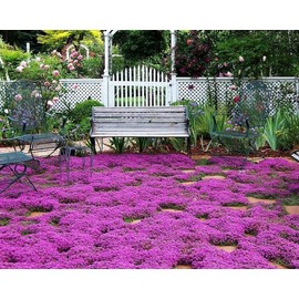 Creeping Thyme Seeds - Thymus Serpyllum- Perennial Ground Cover-1000 Seeds