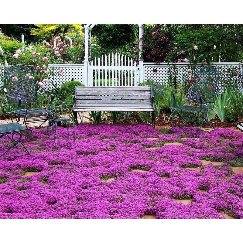 Creeping Thyme Seeds - Thymus Serpyllum- Perennial Ground Cover-1000 Seeds