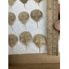 Horseshoe Crab Shells Molts - 5 Piece Lot - $25