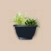 PHG Stylish Wall Flower Planters | Elegant Outdoor Plastic Planters