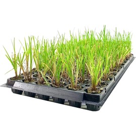 Nile Queen Papyrus | 3 Live Plants | Cyperus Shade & Wet Tolerant Aquatic Foliage