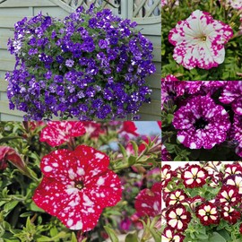 1000+ Mixed Petunia Seeds for Planting - Dwarf Wave Petunia Flower Seeds for Home Garden Non-GMO Heirloom Flower