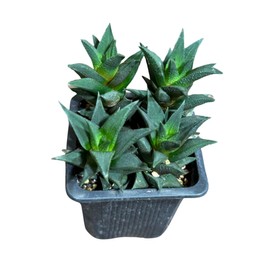 PLANTVERS Haworthia Tortuosa in 3" Grow Pot – Live Succulent Cactus Plant | Mini Indoor Succulent | Small Cactus for Home or Office Décor - Haworthia viscosa VAR. tortuosa