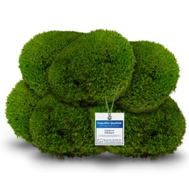 sphagnum-shop.com Bollenmoos preserved for moss pictures, decorative moss, premium quality, light green, item weight: 0.1