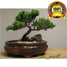 Bonsai Tree Zen Juniper Little Live Nature Japanese Pot Indoor Plant Desk Xmas