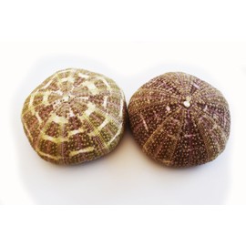 (2) Large Alfonso Gator Sea Urchins 3"+ Coastal Beach Cottage Craft Decor