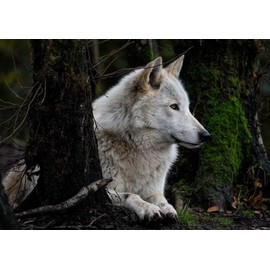 Rompecabezas De Madera Adulto De 1000 Piezas,Wolf Animal Jigsaw Puzzle Difícil Duro Rompecabezas Grande Rompecabezas Premium Cartón Diy Puzzle...     
