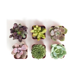 Shop Succulents | Radiant Rosette Collection | Assortment of Hand Selected, Fully Rooted Live Indoor Rose-Shaped Succulent Plants, 6-Pack