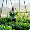 Garden Netting Pest Barrier: 10'x20' Fine Bug Netting for Garden
