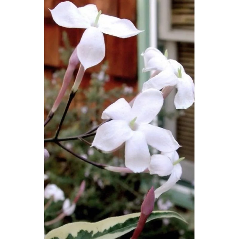 Pink Star Jasmine Five Cuttings To Start Plants *Fragrant