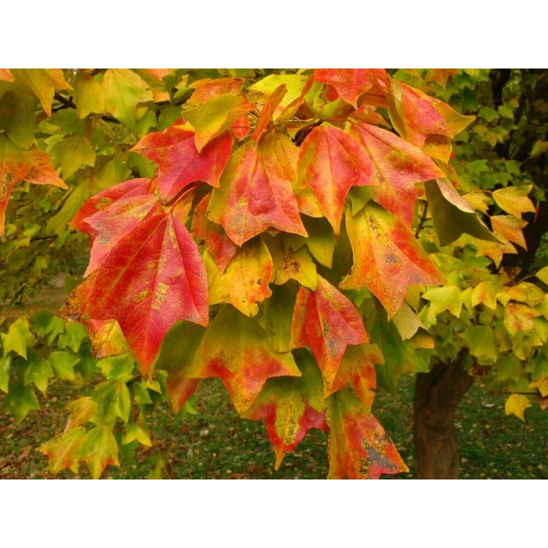 Tree Trident Maple Tree - 8-12" Tall - Live Potted