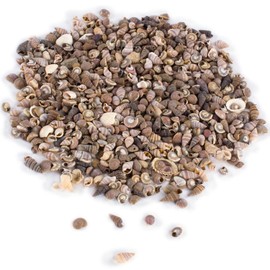 Tiny Miniature Fairy Garden Beach Critter Seashells Marine Life Collection for Art & Craft Project, Outdoor & Indoor Home Decoration, Party Favor, Invitation (4.5oz Bag, 500 Shell)