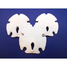 Florida Shells and Gifts Set of 6 Rustic Keyhole Sand Dollars 2 1/2-3 1/2" Beach Crafts Coastal Decor Art