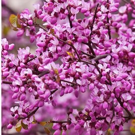 Generic Forest Pansy Redbud Tree, Vibrant Purple Flowers, 7 gal. Nursery Pot, 3-4 ft Tall(Due to Agricultural Laws, we Cannot Ship to CA, AZ, AK, or HI), Purple, Green