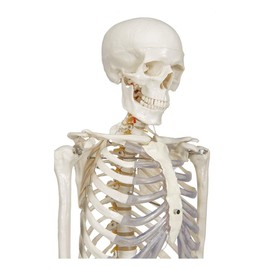 Buddy the Budget Skeleton-1021930 - Human Skeleton Anatomical Model - Life Size – Includes two wall charts