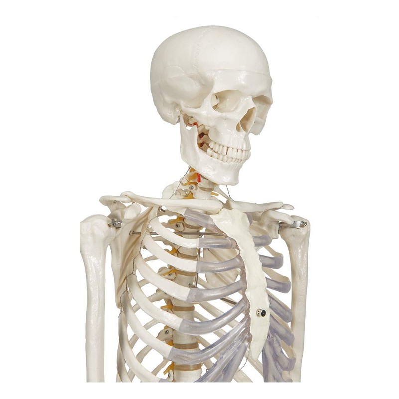 Buddy the Budget Skeleton-1021930 - Human Skeleton Anatomical Model -