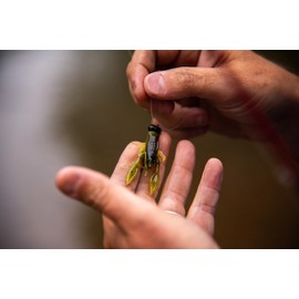 Rebel LIVEFLEX™ Creek Craw Soft Plastic - GP Craw - 1.875"