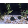 Cunguv Planaria Trap Leech Trap Flatworm Trap 3 Holes Leeches