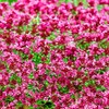 Wivolibe Red Creeping Thyme Seeds for Planting 20000+ Non-GMO Perennial