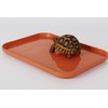 WOLEDOE Reptile Large Water Dish, Tortoises Food Bowl - S