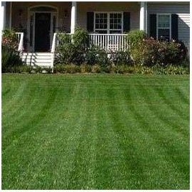 Outsidepride Combat Extreme Turf Type Fescue & Kentucky Bluegrass Grass Seed for Northern Zone - 10 LB