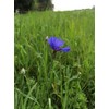 Pure Blue Cornflower Petals - 100% Natural Centaurea cyanus -