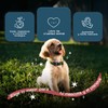 AMIKOO | Collar para Perro | Diseño Artesanal Mexicano |