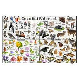 Connecticut Wildlife Guide Nature Poster -Science Chart Divided into State Birds, Mammals, Wildflowers, and Butterflies (12" x 18")