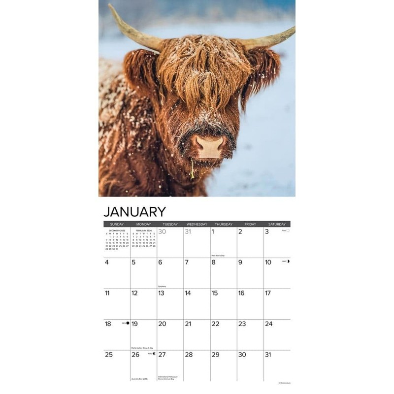 Highland Cows 2026 12" x 12" Wall Calendar
