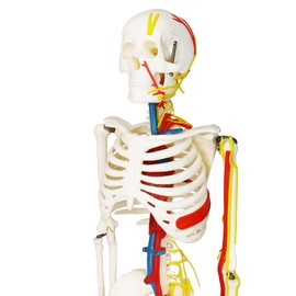 EVOTECH SCIENTIFIC Mini Human Skeleton Model for Anatomy, 33.5'' 1/2 Life Size Human Skeleton Model with Nerves Veins Arteries Heart Removable Arms Legs and Stand for Medical Anatomical Study Display