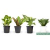 Live House Plants in Plant Containers (4 Pack), Easy to