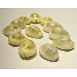 SHIVOHAM Lakshmi Peeli Kawri Yellow Cowrie Shells for Laxmi Puja, Diwali Puja, Kodi Peeli for Wealth & Prosperity (Large, Pack of 21) – Ideal for Hindu Rituals & Festivities – 1 Pack