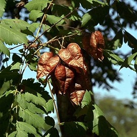 Koelreuteria bipinnata (Chinese Flame Tree) Tree Seed by MySeeds.Co, You Choose The Quantity (1 oz (250 Seed))