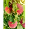 Early Grande Peach Tree, Southern Variety, Great for Mild Winters,