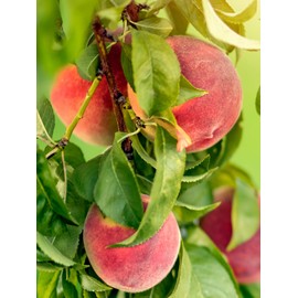 Early Grande Peach Tree, Southern Variety, Great for Mild Winters, Sweet Fruit, 2-3 ft. Tree Height, 5 gal Nursery Pot (Due to Agricultural Laws, we Cannot Ship to CA, AZ, AK, or HI)