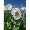 The TRUE Izmir Bush Poppy (Papaver S.) 1500 Seeds